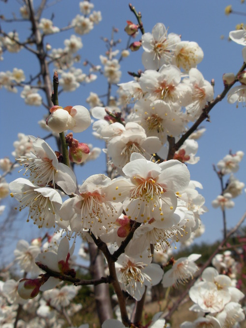 Amisan Cherry Blossoms