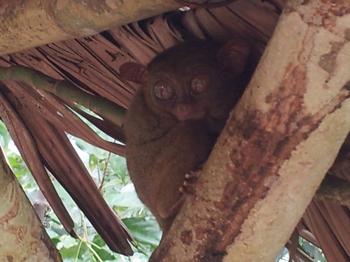Bohol’s Tarsiers