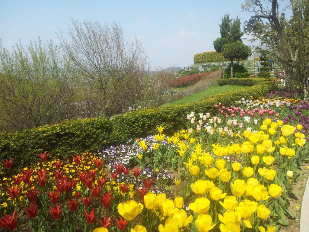 Asan Pinnacle Land - tulips