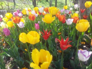 tumblr_mmf20mcm5U1s64282o5_1280