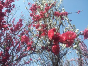 tumblr_mmf20mcm5U1s64282o6_400