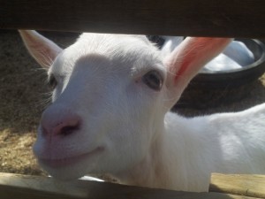 tumblr_mmibvjnKWV1s64282o1_540