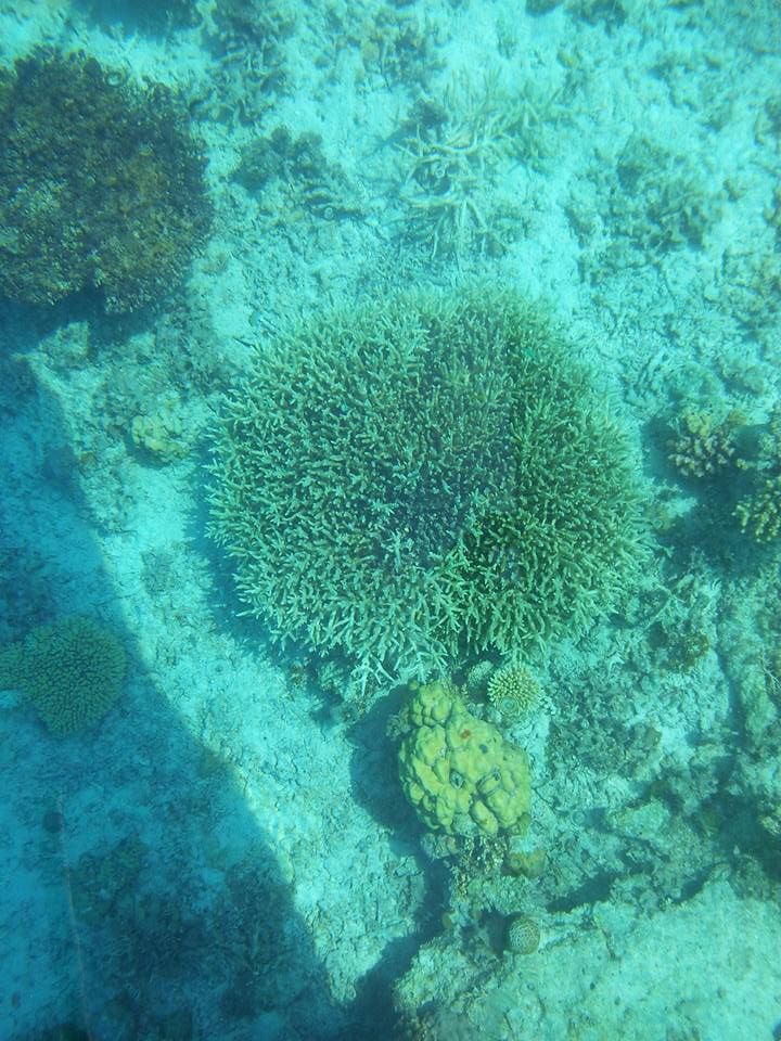 13256446_10154430964386992_864560569200618743_n