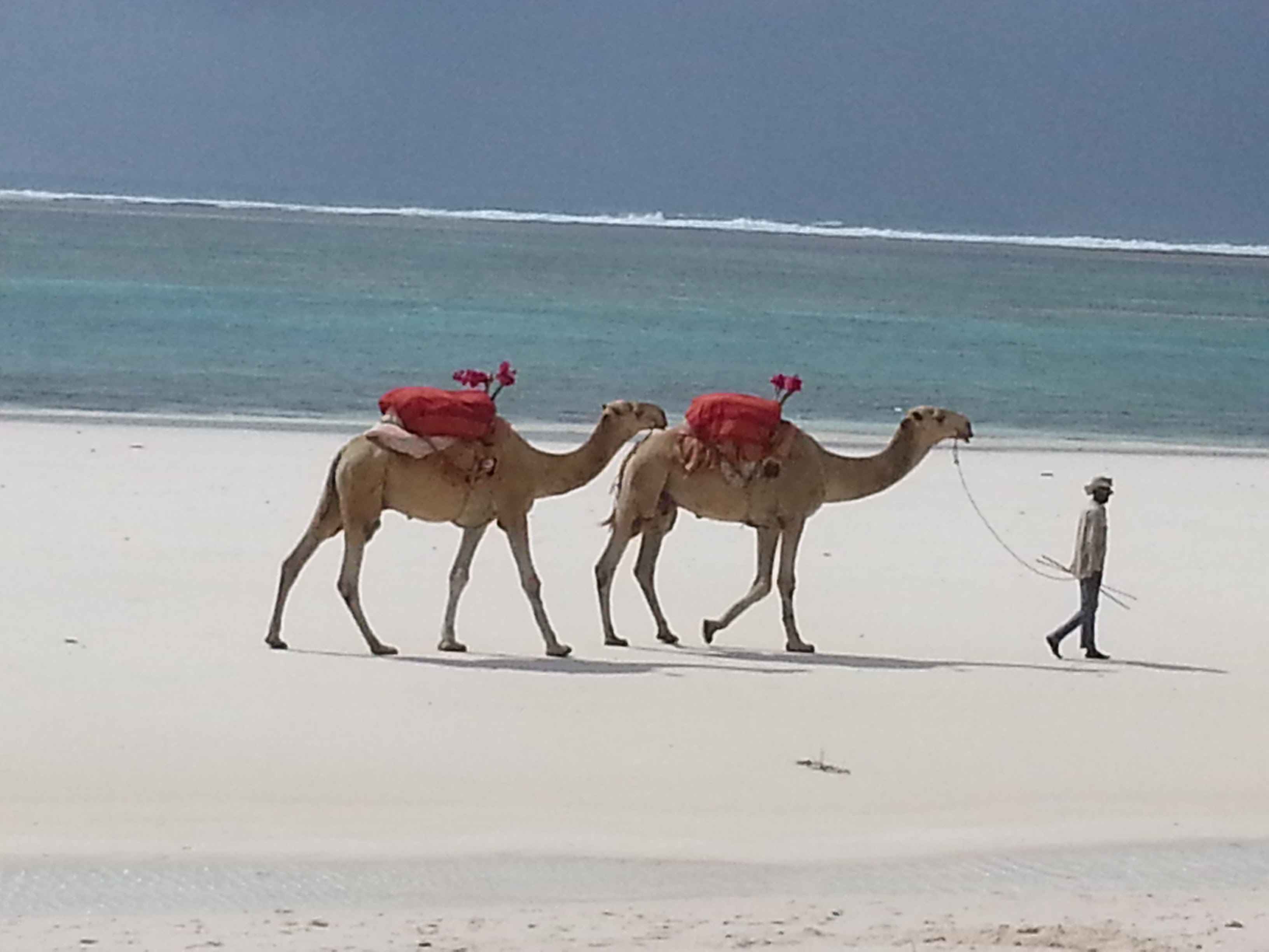 Camels Diani Beach